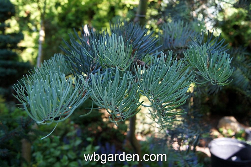 wbgarden spring 66.JPG